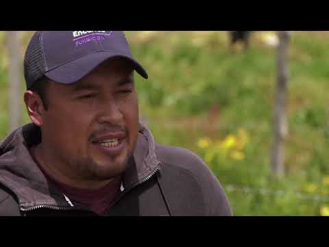 El Cultivo de PAPA - Serie / Agricultura para la Vida