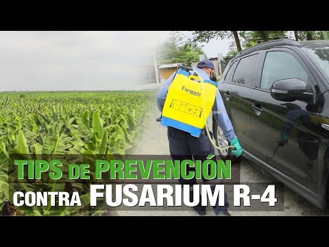 TIPS de Bioseguridad contra Fusarium R-4 ( Plátano / Banano )