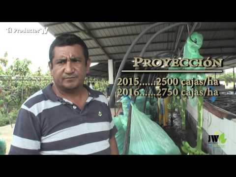 BIOTECNOLOGÍA EN BANANO