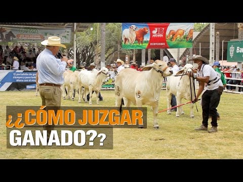¿¿Como Juzgar Ganado?? - Expo Feria Ganadera 2021