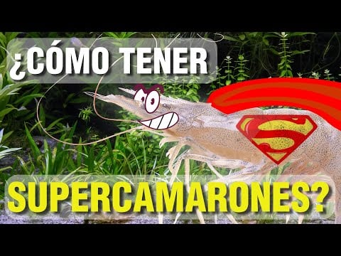 ¿CÓMO TENER SUPER CAMARONES?