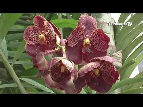 El Cultivo de ORQUÍDEAS - ElProductorTV