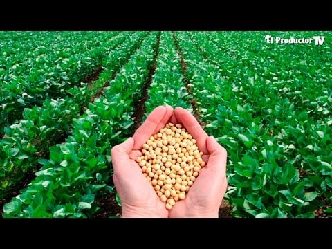Los Transgénicos ¿Un impacto +POSITIVO o -negativo?
