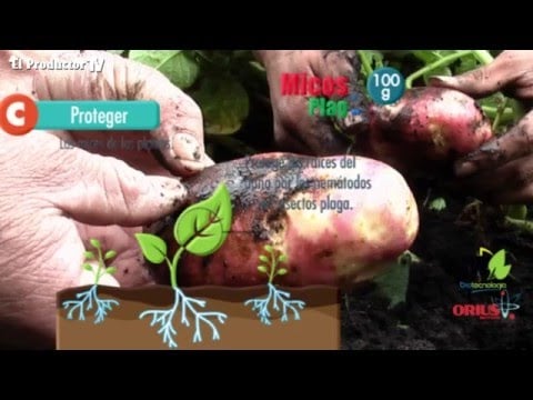 Biotecnología en cultivo de papa