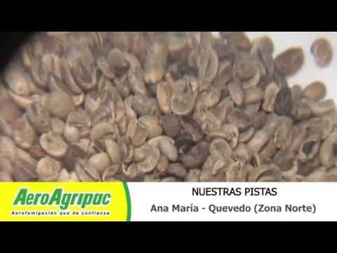 Banano: Mal de Panamá Raza 4