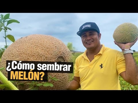 El Cultivo de Melón - Rica Fruta!!