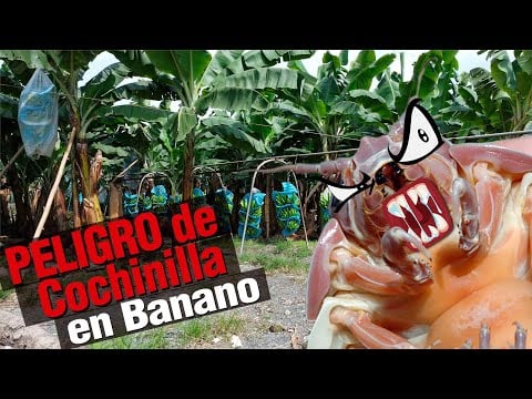Peligro de Cochinilla en Banano