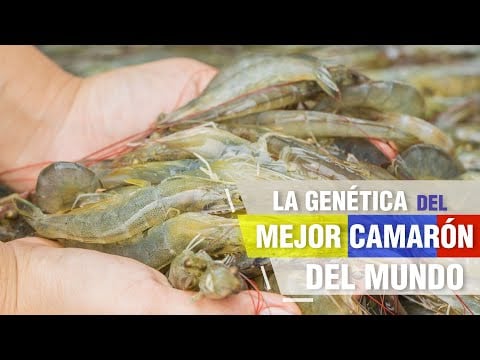 La Genética del MEJOR CAMARÓN del mundo