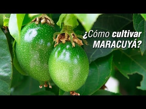 El cultivo de MARACUYÁ / Parchita / Chinola