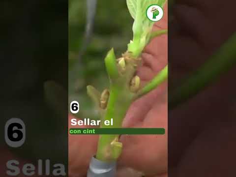 ¿Cómo hacer un injerto de aguacate paso a paso?