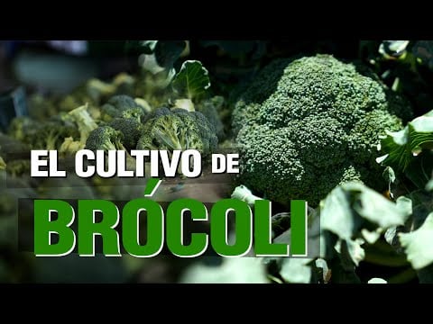 El Cultivo de BRÓCOLI / BROCCOLI Crop