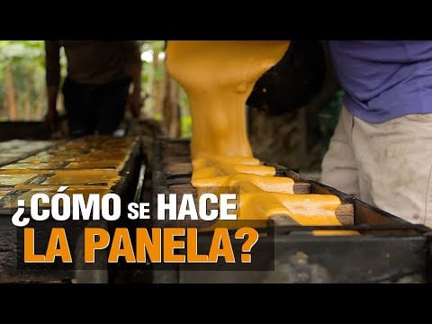 CÓMO hacer PANELA ? - Paso a Paso #agriculture