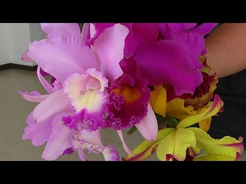 El Cultivo de ORQUÍDEAS - TIPS DE PRODUCCIÓN