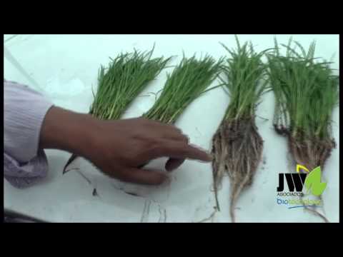 BIOTECNOLOGÌA PARA MEJORAR EL RENDIMIENTO DE SU SEMILLA DE ARROZ