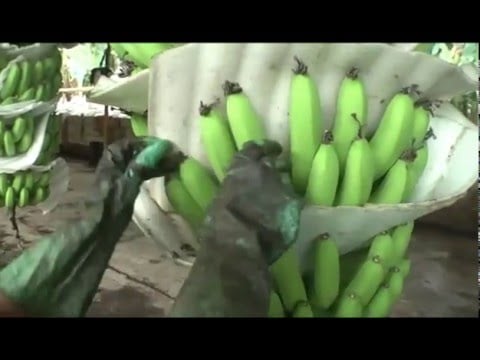 Biotecnología para aumentar La Producción de Banano | ElProductor.com
