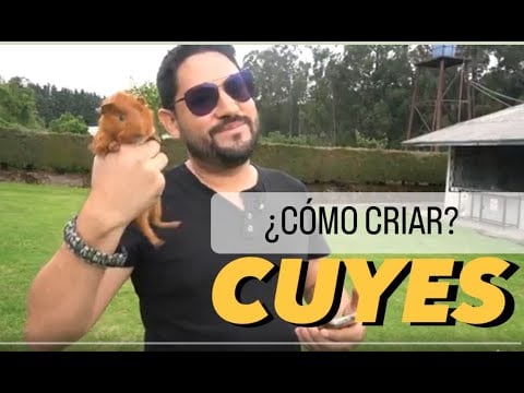 ¿Cómo CRIAR CUYES con $200? Paso a paso!