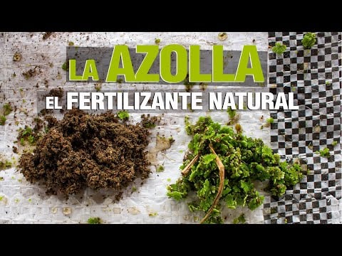 Azolla - El Fertilizante Natural