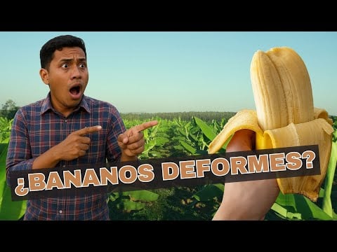 ¿Bananos DEFORMES? ¿Por qué no se venden?