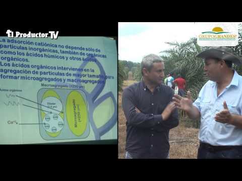 ¿Cómo aumentar la producción de Palma Aceitera / Africana |…