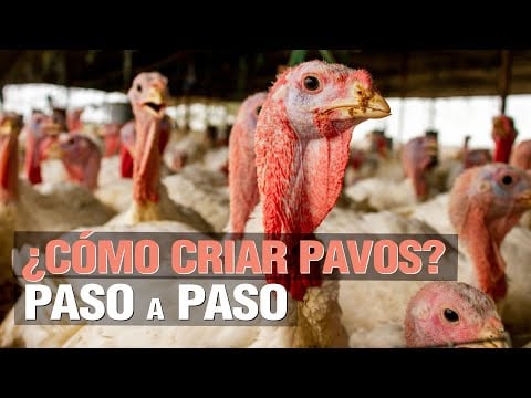 ¿ Cómo criar PAVOS - TURKEY ? - Paso a Paso
