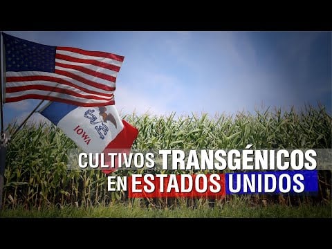 Cultivos TRANSGÉNICOS en ESTADOS UNIDOS