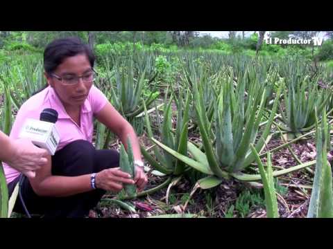 El Cultivo de sábila, alternativa para los agronegocios $$