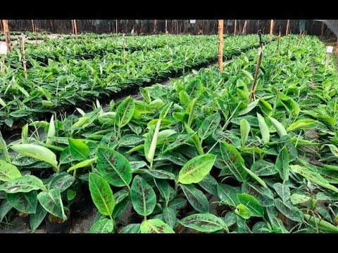 Meristemos para Cultivo de Banano | Grupo Grandes