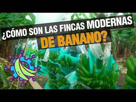 ¿Cómo son Las Fincas de Banano más modernas del Mundo?