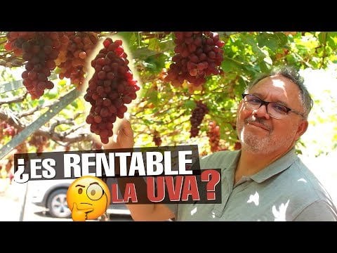 El Cultivo de UVA ¿Cómo empezar? Paso a Paso