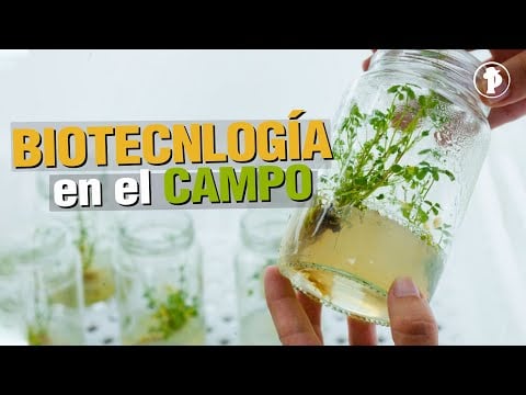 La BIOTECNOLOGÍA en el Campo - VIDEOS AGRICOLAS