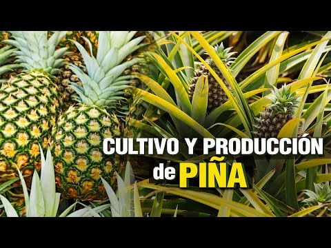 Cultivo y Producción de PIÑA - PINEAPPLE Crop and Production