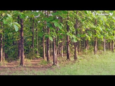 $$ El Cultivo de Teca y sus ganancias! $$