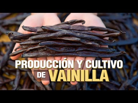 El Cultivo de VAINILLA Paso a Paso
