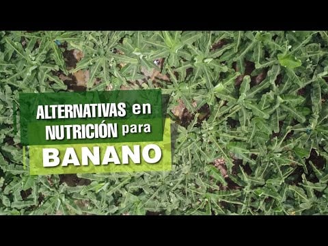 Alternativas en NUTRICIÓN para Banano!