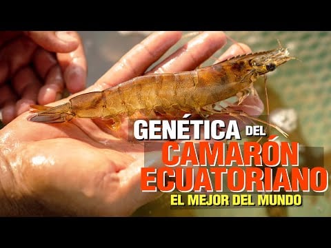¿Cómo Producir Camarón de alta Genética?