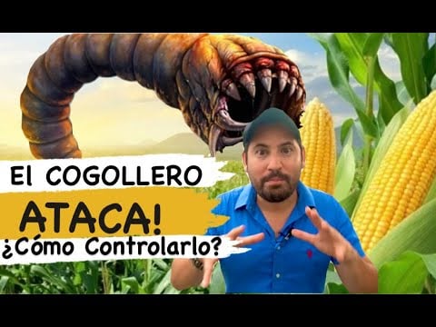 La Plaga más agresiva del Maíz