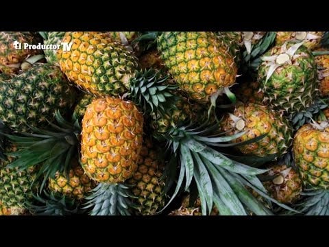 ¿Cómo PRODUCIR Piña o ANANÁ?
