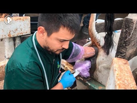 Fertilización In Vitro - Ganado Brahman