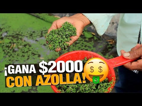 ¿ Cómo Ganar $2000 con Azolla ? El fertilizante orgánico