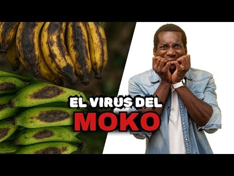 El MOKO está MATANDO las plantaciones