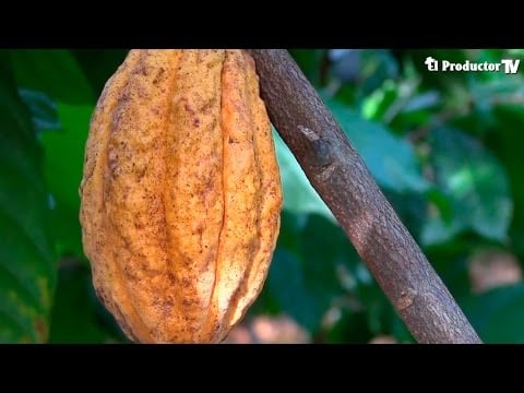 Cacao Nacional VS Cacao CCN-51 ¿CUÁL ES MEJOR?