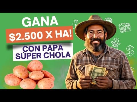 ¿Cómo sembrar PAPA y ganar $2.500? | El Cultivo de Papa que quieren…