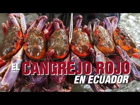 El CANGREJO ROJO en Ecuador