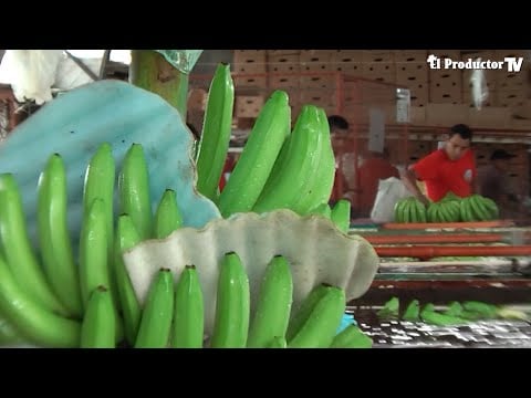 Situación del banano Ecuatoriano 2016