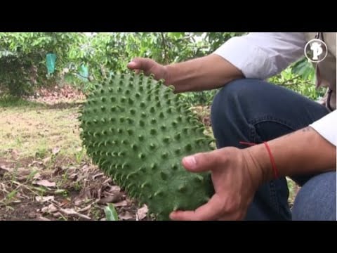 ¿Cómo producir GUANABANA 100% ORGÁNICA?