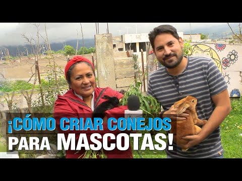 Conejo como Mascotas, ¿Cómo emprender este Negocio?